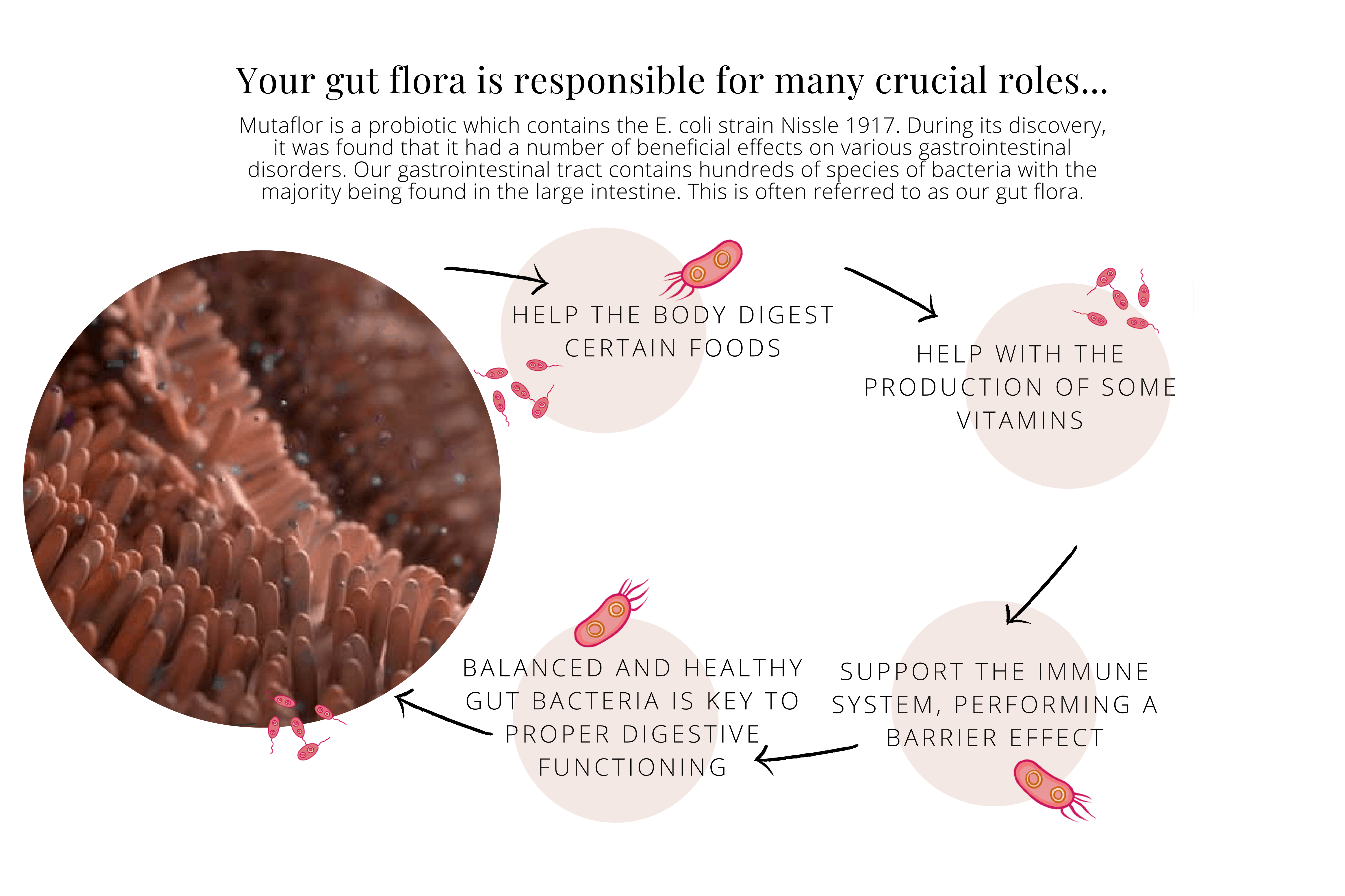 The Ecoli Strain 'Nissle 1917' (Mutaflor) A Powerful Probiotic
