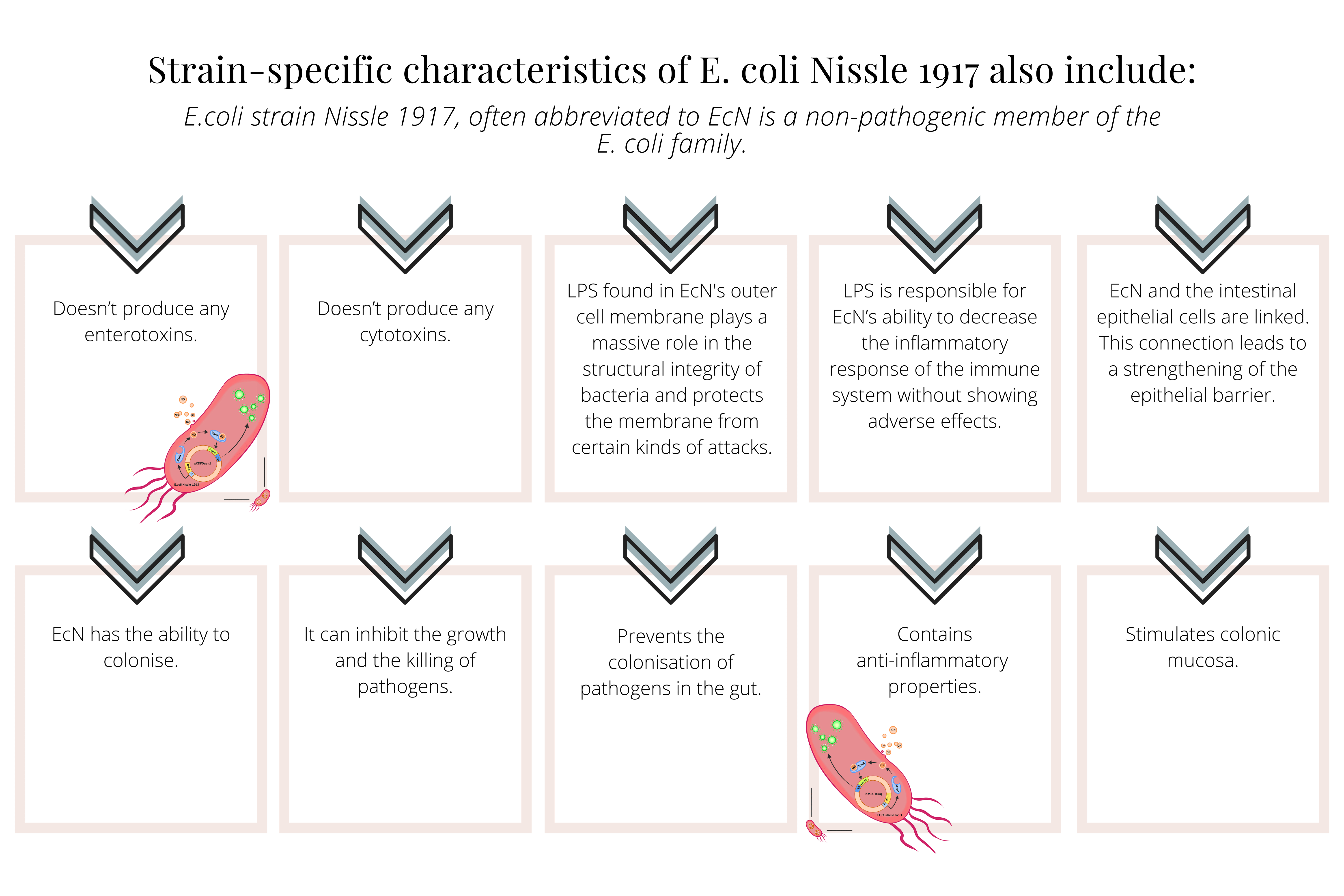 The Ecoli Strain 'Nissle 1917' (Mutaflor) A Powerful Probiotic