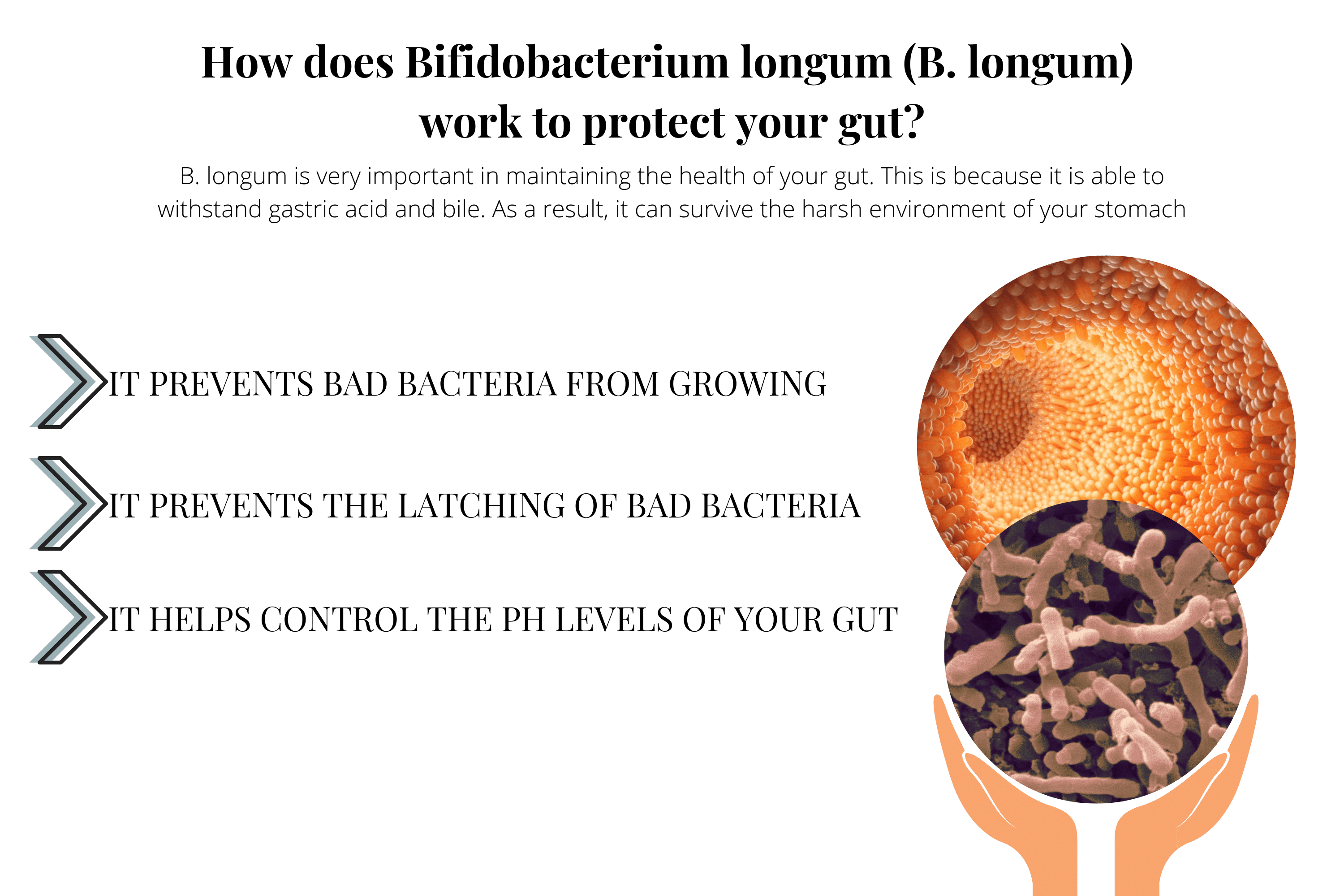 Bifidobacterium LongumBenefits Of This Powerful Probiotic Bacteria