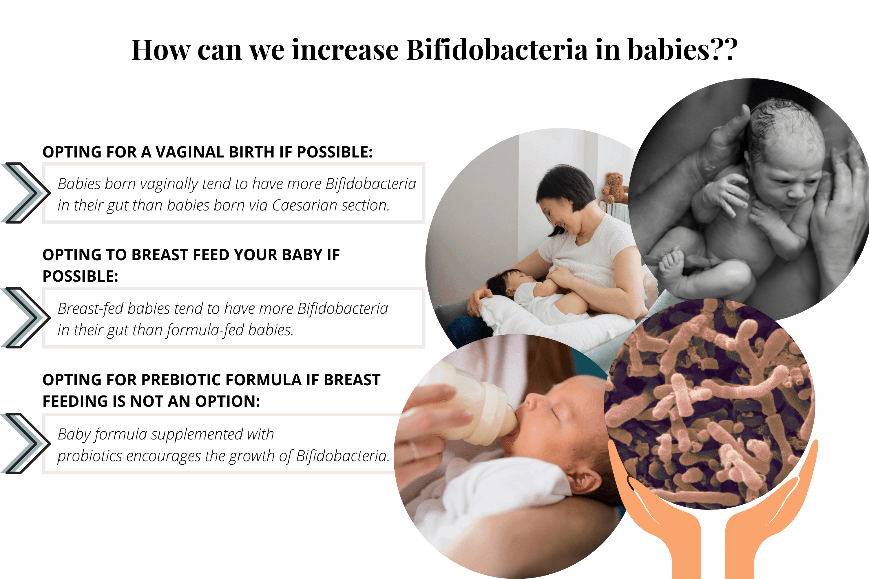 Bifidobacterium LongumBenefits Of This Powerful Probiotic Bacteria