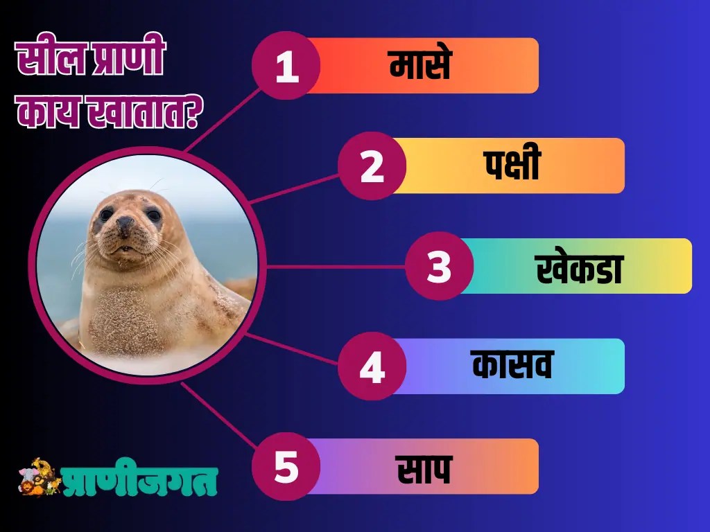 सील प्राण्याची संपूर्ण माहिती Seal Fish Information In Marathi प्राणी जगत