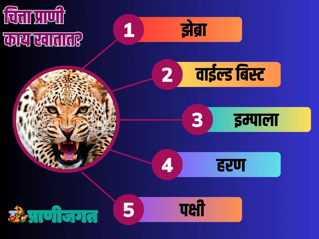 चित्ता प्राण्याची संपूर्ण माहिती Cheetah Information In Marathi प्राणी जगत