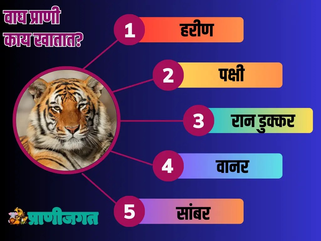 वाघ प्राण्याची संपूर्ण माहिती Tiger Information In Marathi प्राणी जगत