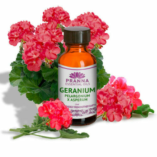 100 Pure Geranium Essential Oil Pranna Essential Oils