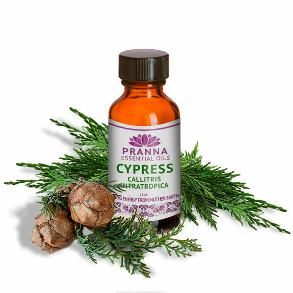 Cypress PRANNA ESSENTIAL OILS