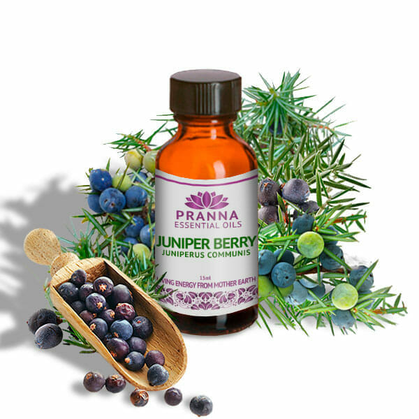 Juniper Berry PRANNA ESSENTIAL OILS