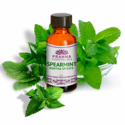 Spearmint Essential Oil Uses and Benefits PRANNA ESSENTIAL OILS