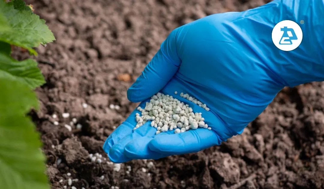 Naturally Boosting Lentil Growth with Biofertilizers, Enhancing Plants