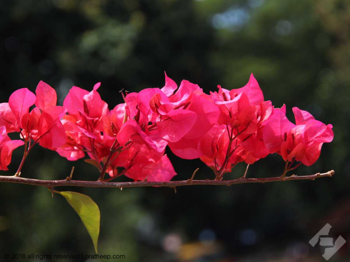 Bougainvillea