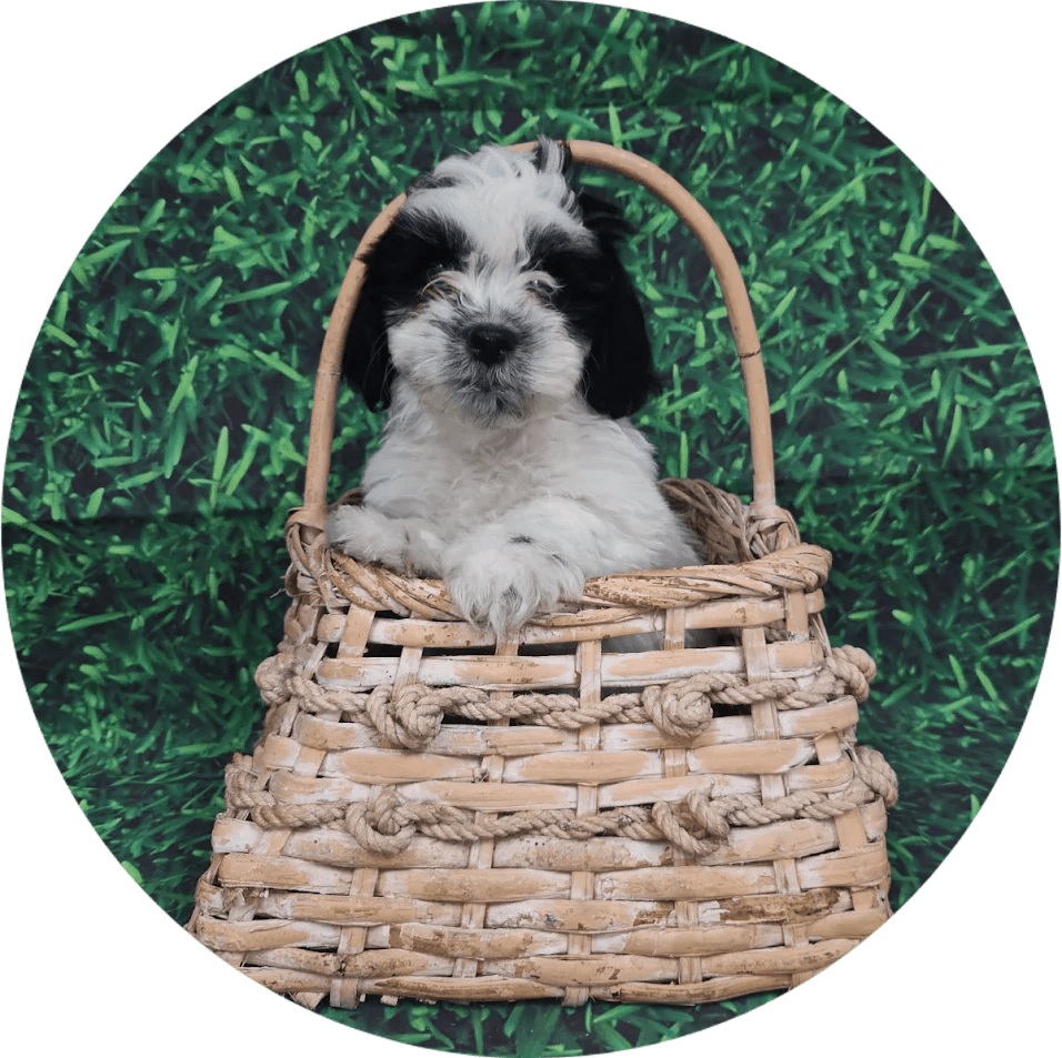 Available Puppies Glendale, AZ El Mirage, AZ Mesa, AZ Pratt's Pets