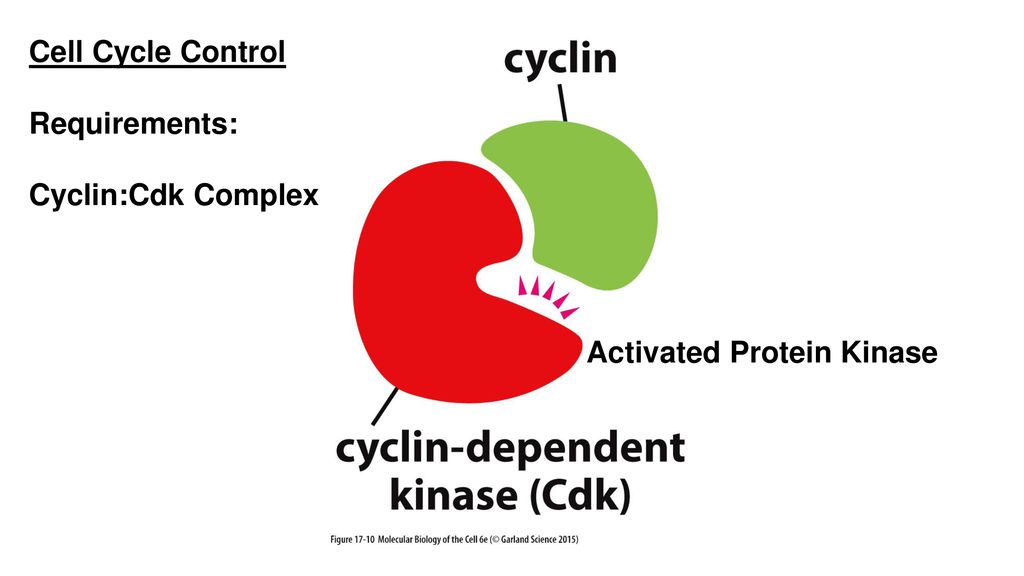 Cell Cycle Regulation Cyclins and CDKs PraxiLabs