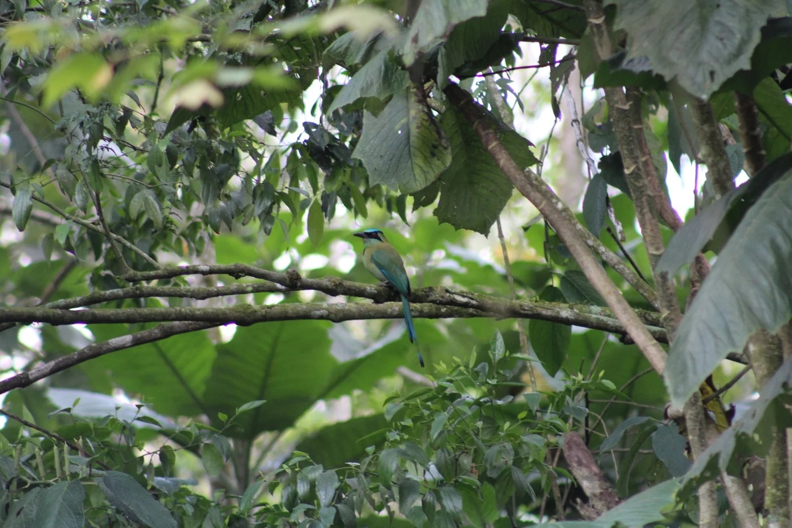 La Biodiversidad de Veracruz Revista Praxis