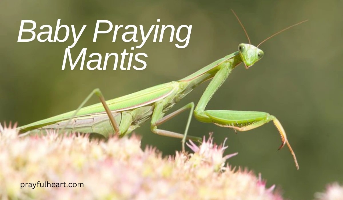 Baby Praying Mantis Understanding These Fascinating Insects