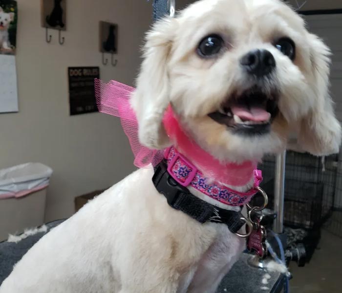 Dog Grooming in Haslet, Texas Praying Paws Grooming