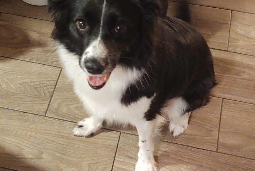 Lady Female border collie Phoenix Rising Border Collie Rescue