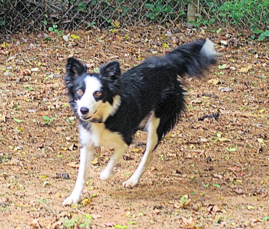 Ellie Phoenix Rising Border Collie Rescue North Carolina and South