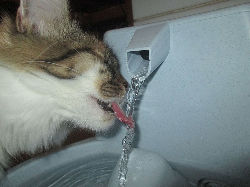 Keeping your pet hydrated • Pet Resource Center of Kansas City