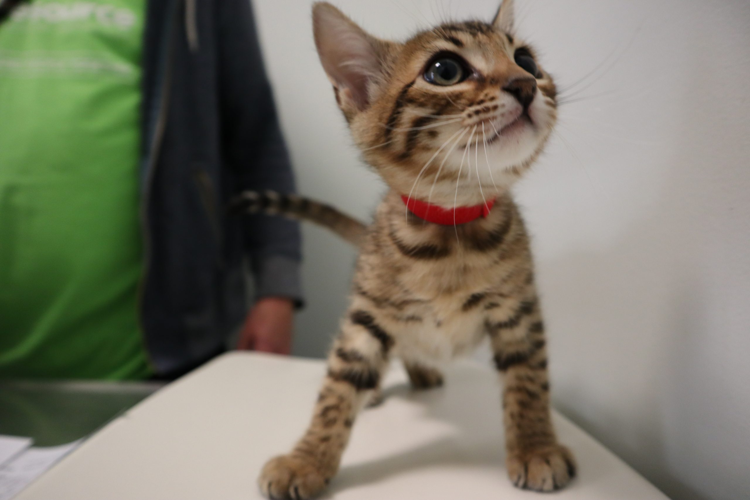 Why Is My Dog Licking Her Paws Like Crazy