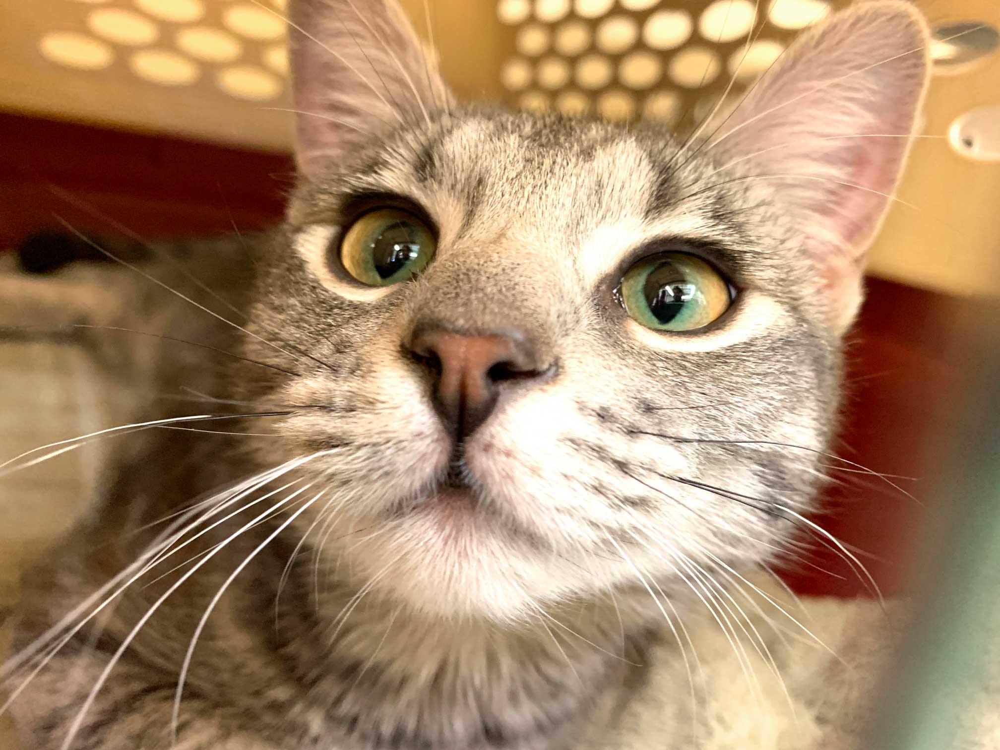 34 HQ Photos Kansas City Star Pets Cats Unleashed Pet Rescue presents