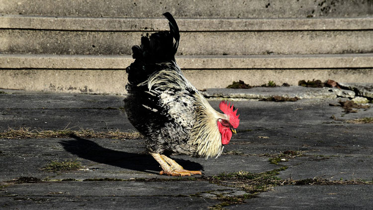 Pourquoi diton « Être comme un coq en pâte » ? Ça m'intéresse