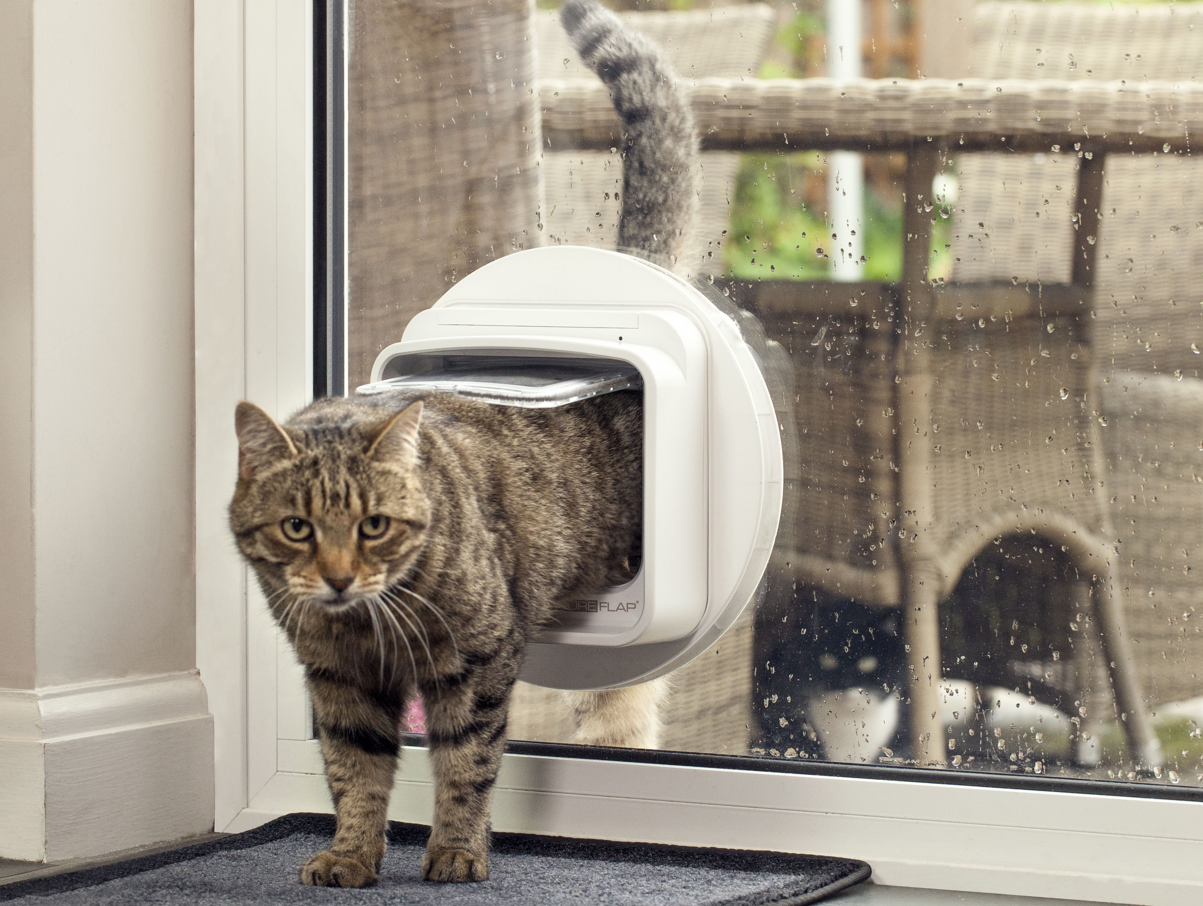 Litière connectée, souris artificielle… la folie des accessoires pour  chats - Capital