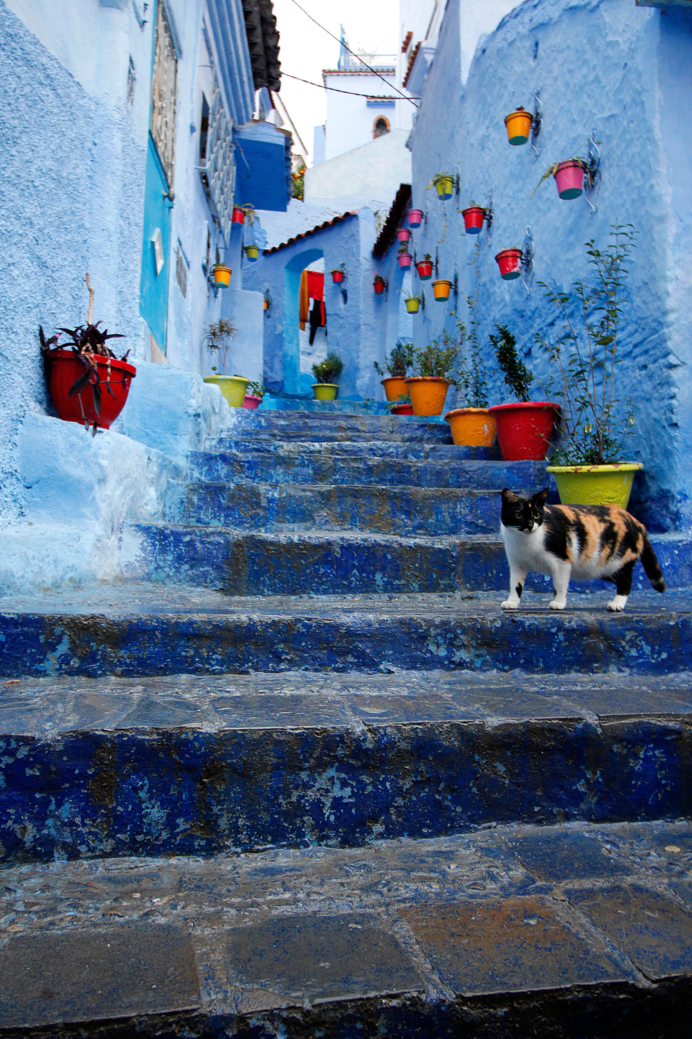 Belles photos de chats autour du monde - Femme Actuelle