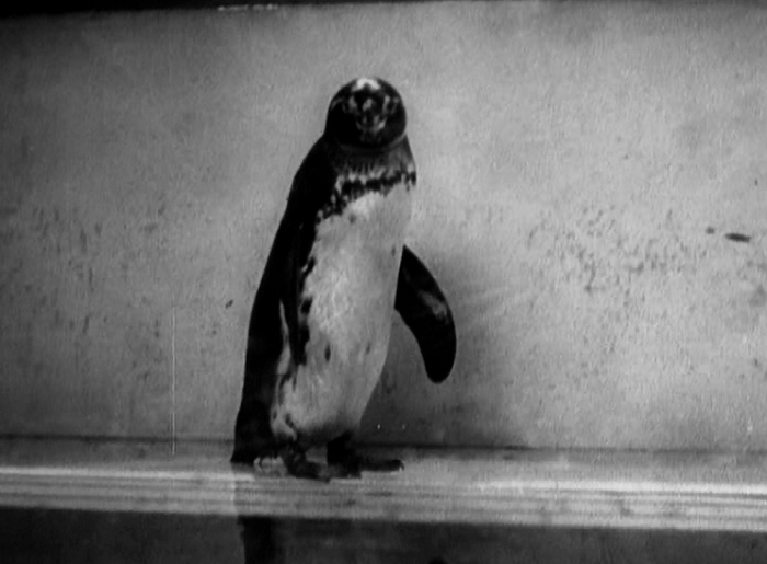 The Penguin Pool Murder (1932) Review, with Edna May Oliver and James