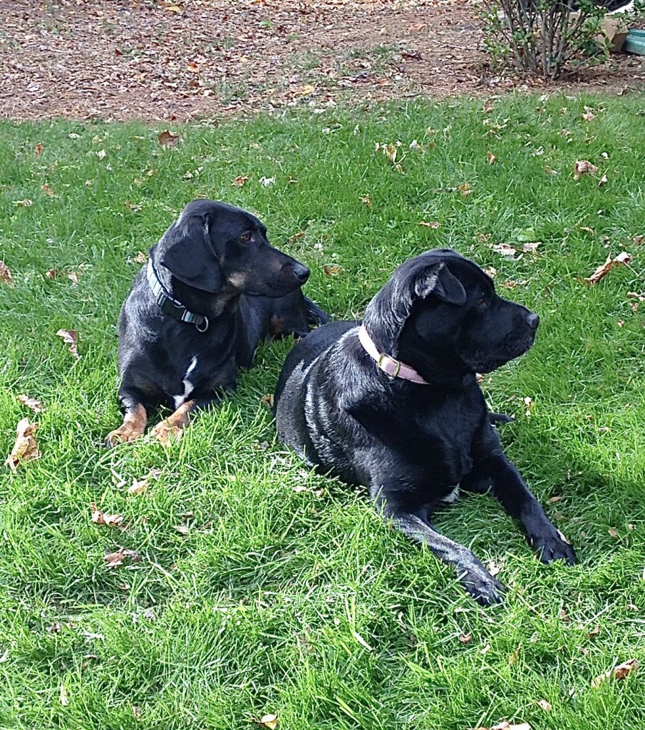 Our Furry Friends Precious Paws Pet Sitting