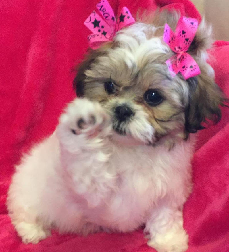ShihPoo or Shihpoo Precious Pocket Pups