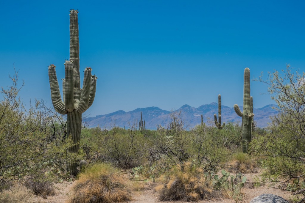 On The Road Saguaro National Park
