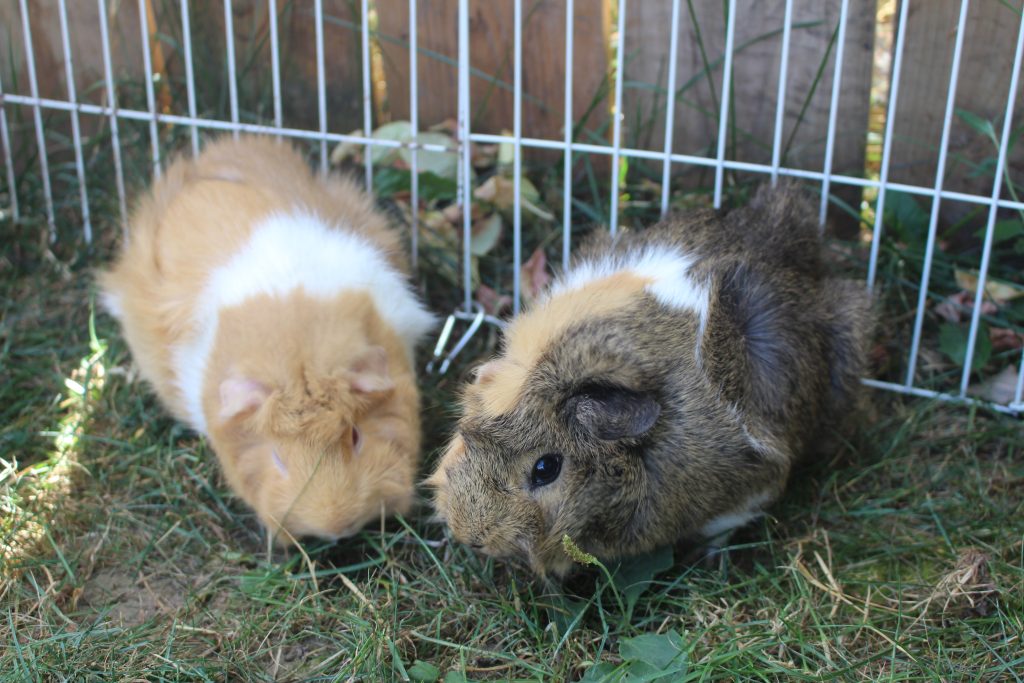 Why Do Guinea Pigs Chatter Their Teeth? (Anger, Fear, And Other Reasons