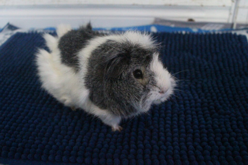 Do Guinea Pigs Smell? Does It Stink Up A House? Precisely Pets