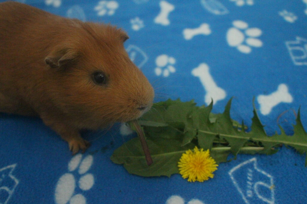 Can Guinea Pigs Eat Dandelions? (How Much Is Safe?) Precisely Pets