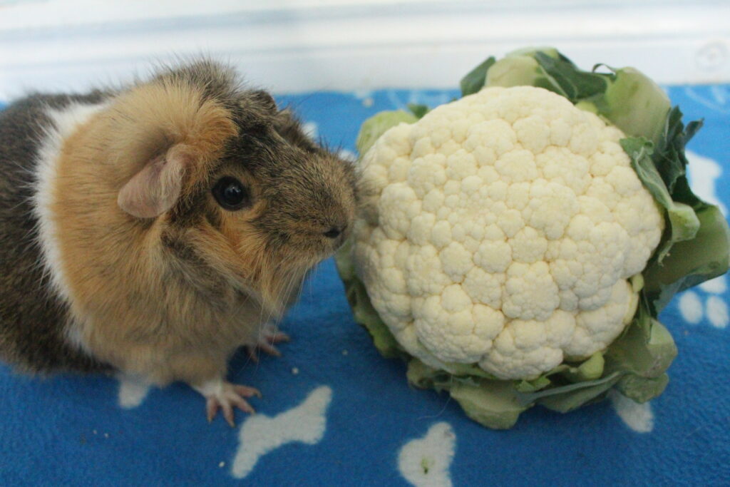 Can Guinea Pigs Eat Cauliflower Florets, Leaves, And Stem? (How Much Is