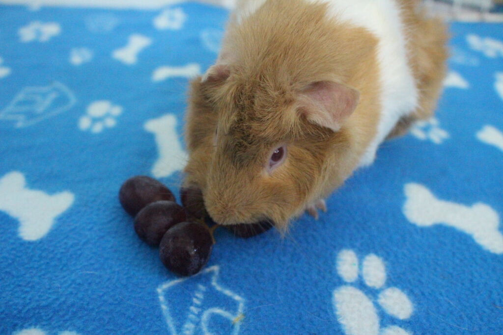 Can Guinea Pigs Eat Grapes? (How Much Is Safe?) Precisely Pets