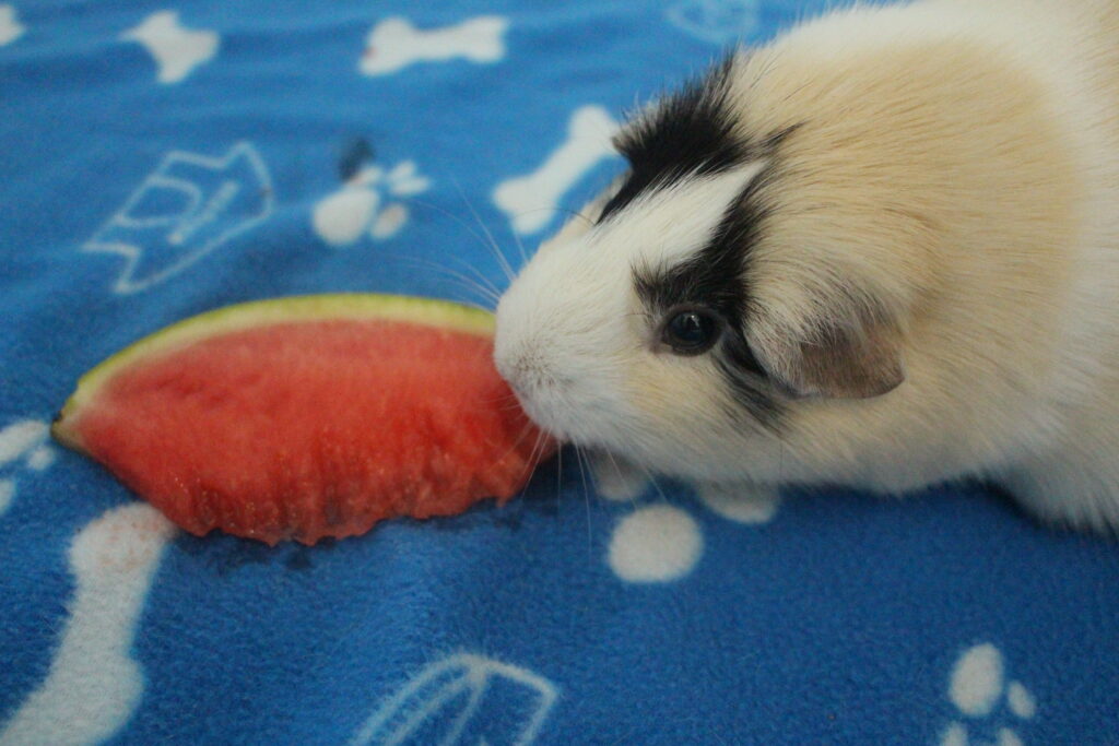 Can Guinea Pigs Eat Watermelon? (How Much Is Safe?) Precisely Pets