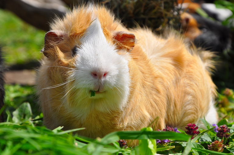 Do Guinea Pigs Attract Flies? How To Get Rid Of Flies Near The Cage