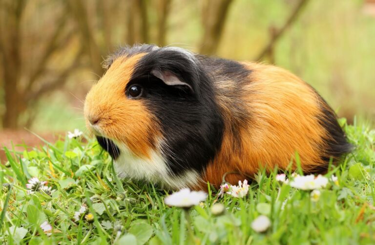 7 Reasons Why Guinea Pigs Die Suddenly Precisely Pets