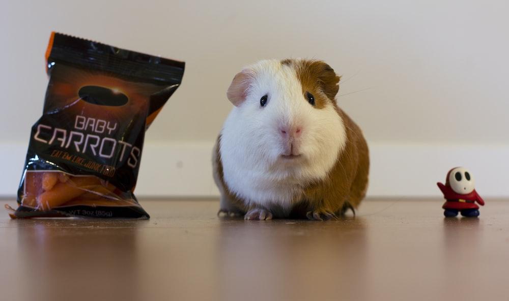 How Do Guinea Pigs Play? (With People, Other Guinea Pigs) Precisely Pets