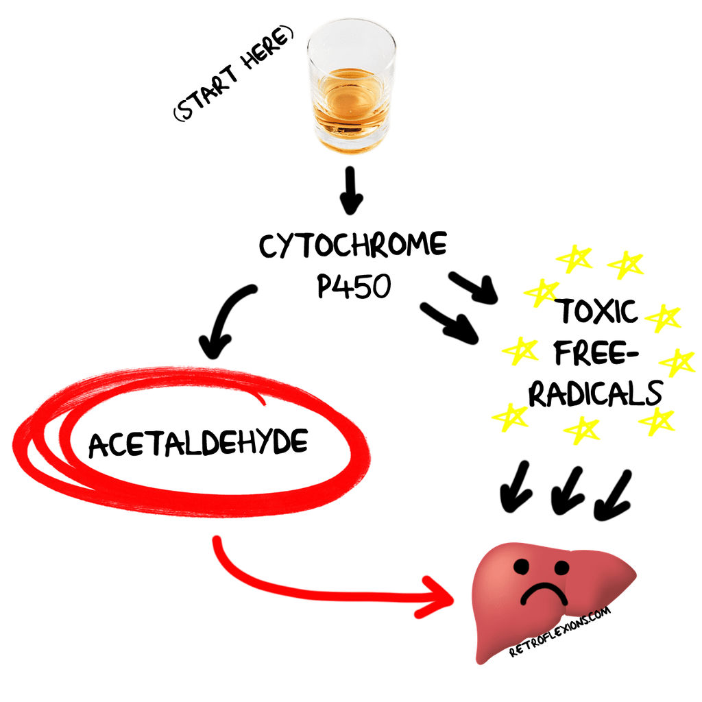 Precision Digestive Care » How Exactly Does Alcohol Cause Liver Problems?