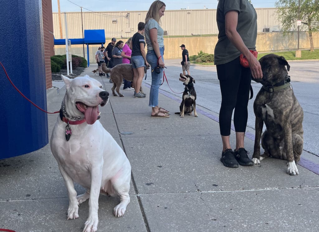 Certified Dog Behaviorist in Kansas City Transform Your Dog's Behavior