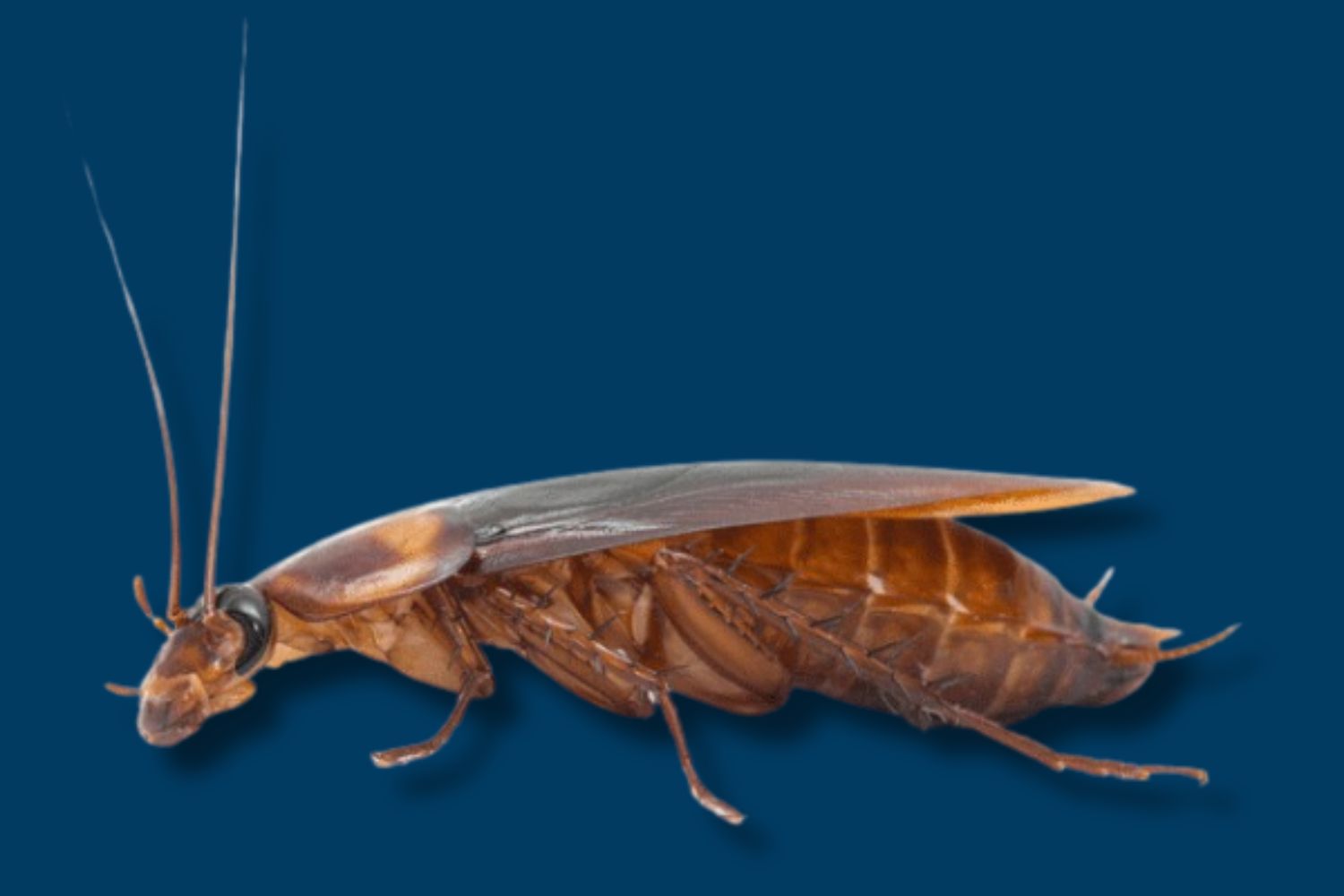 How to Get Rid of & Prevent Palmetto Bugs Naturally Precision Pest
