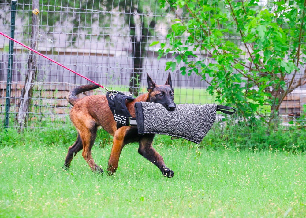 Protection Dog Training Austin Texas Personal Protection