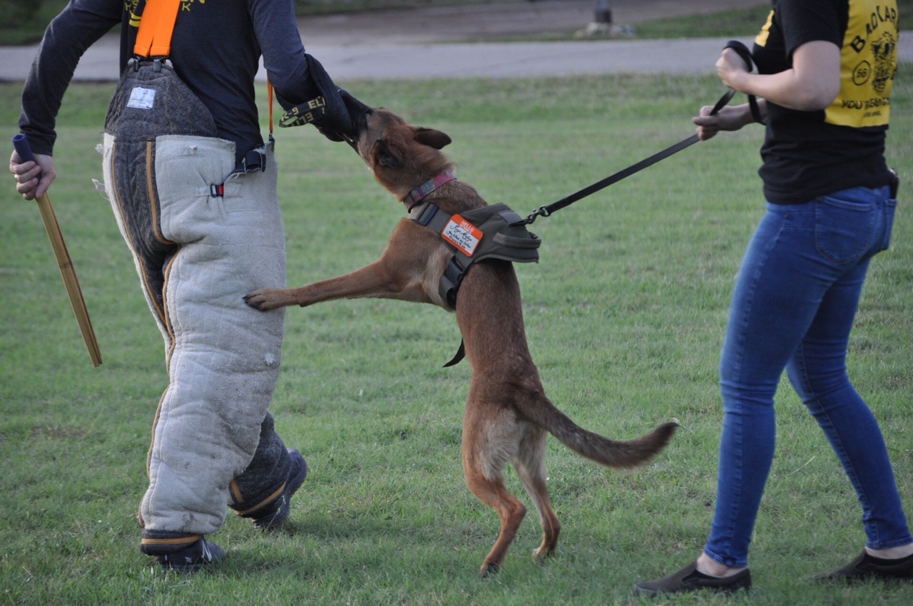 Protection Dog Training Austin Texas Personal Protection