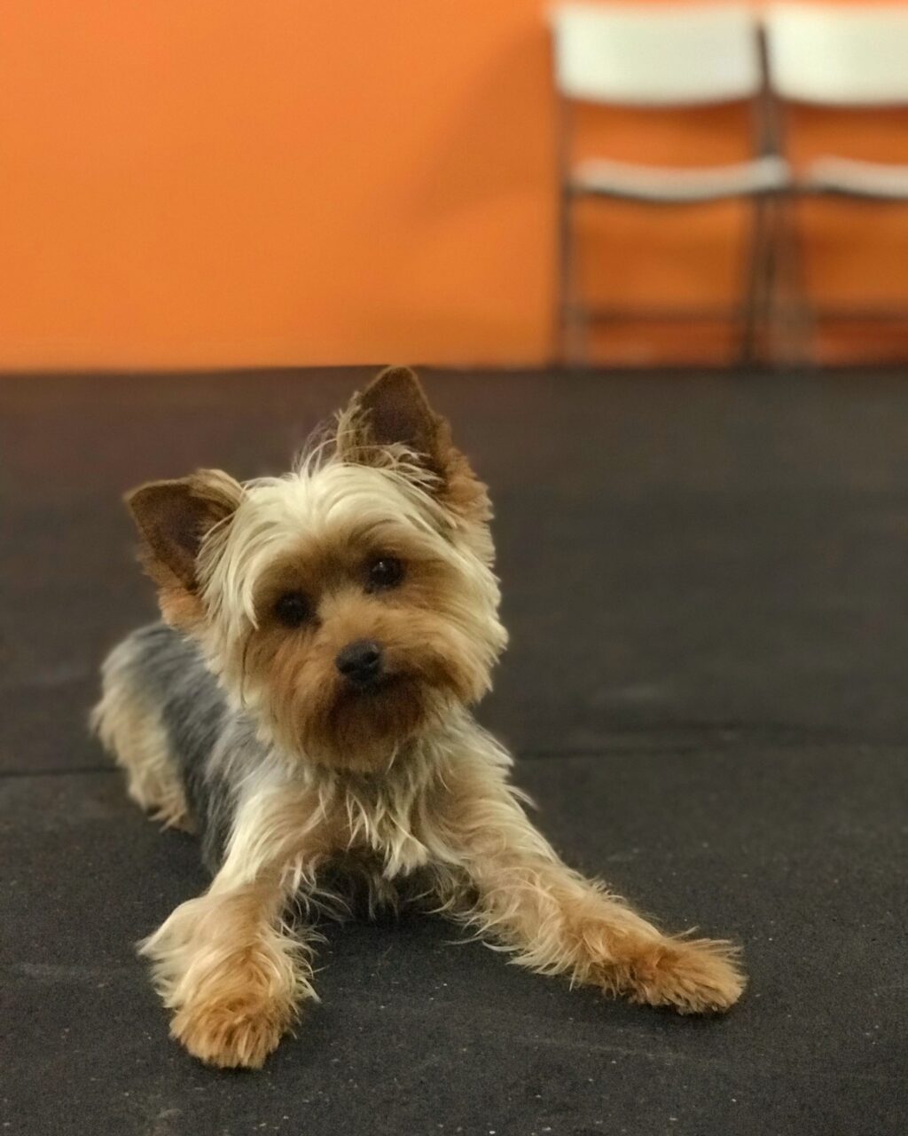 yorkie training