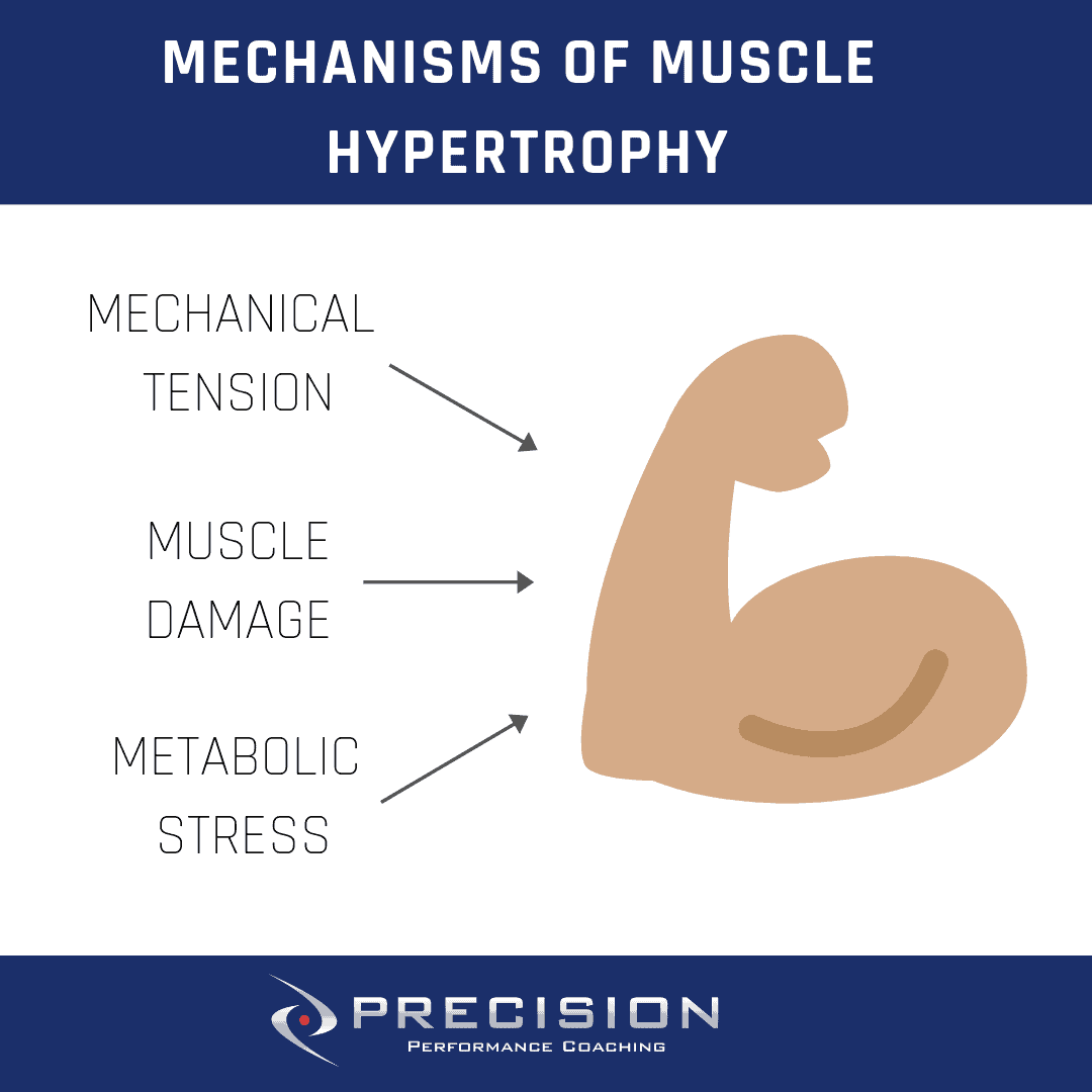 Mechanisms of Muscle Hypertrophy Precision Performance Coaching