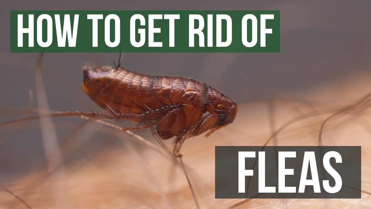Flea Pest Control How to Tell If Your Pet Has Fleas Precision Pest Control Online