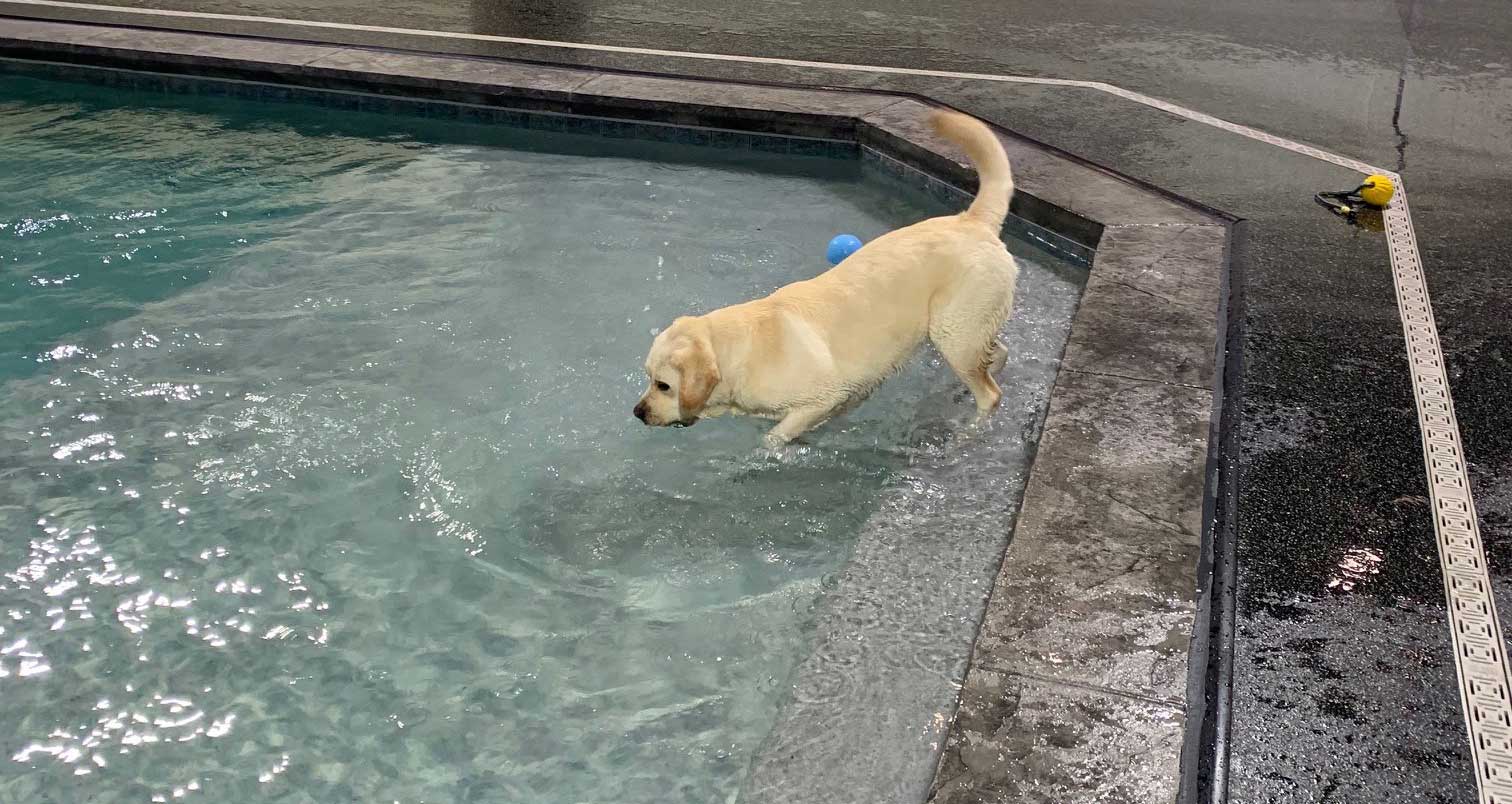 Canine Cove Precision Pool and Spa