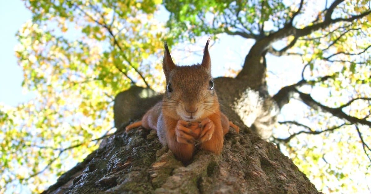 Seneca SC Wildlife Animal Control, Pest Removal Precision Predator