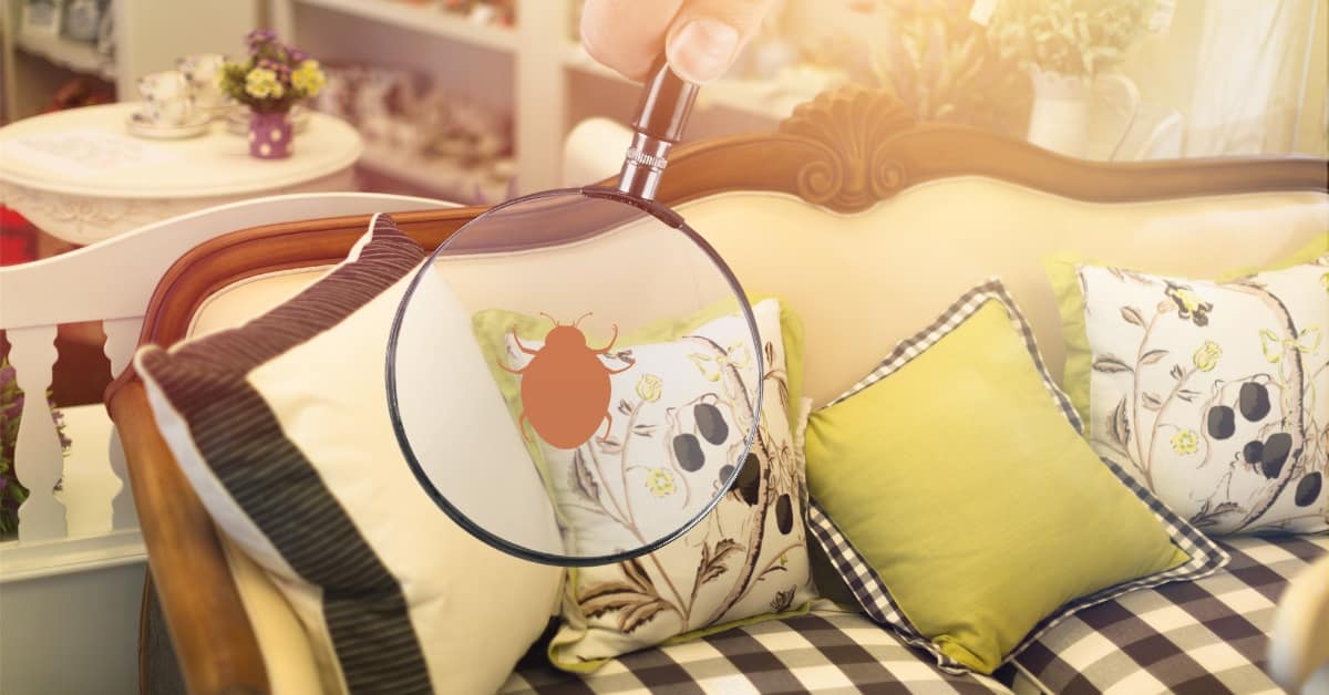 Bed Bug Inspection Near Me, South Carolina Precision Predator